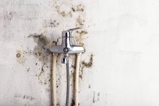 Best Mold Removal Company Near Me  in Abingdon, MD