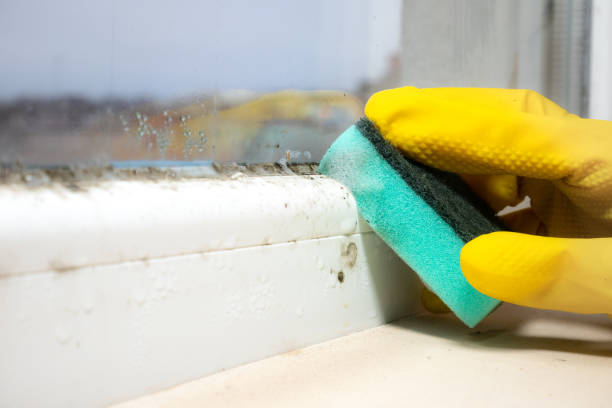 Best Residential Mold Removal  in Abingdon, MD